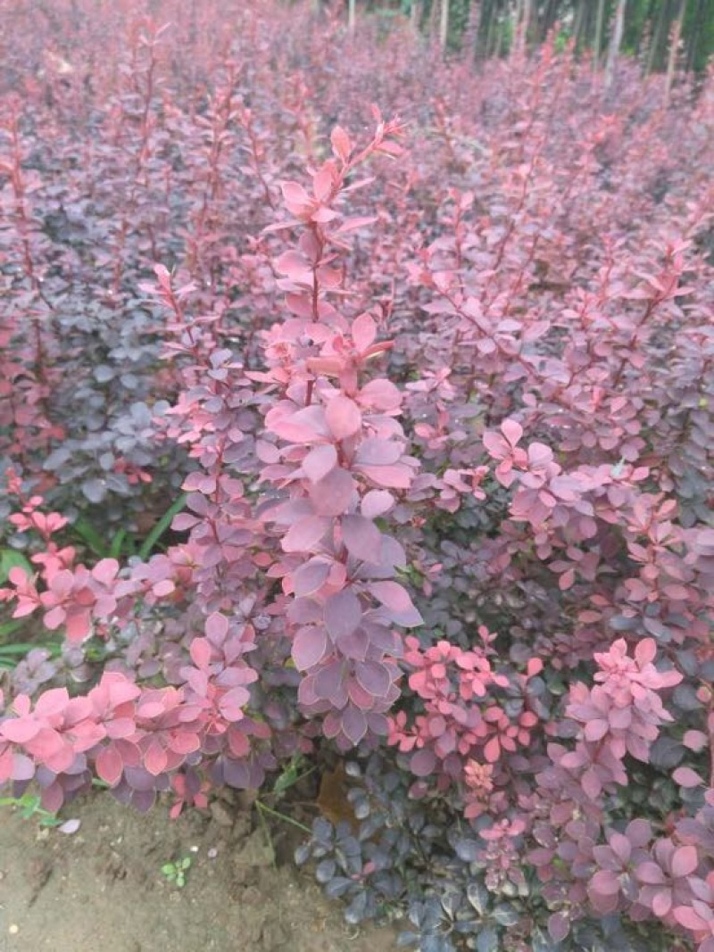 红叶小檗苗40~50cm