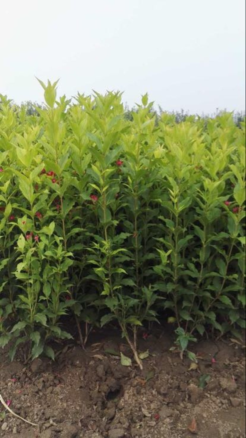 红王子锦带花苗50~80cm