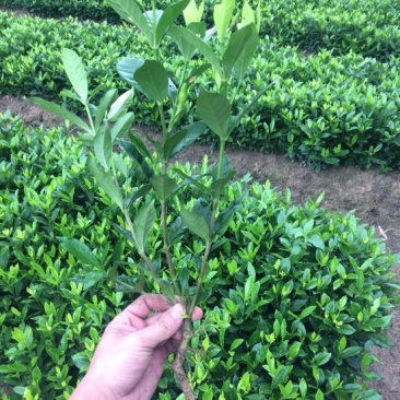 栀子花苗30~40cm