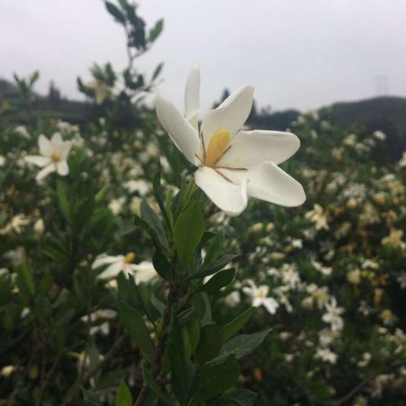 栀子花苗30~40cm