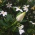 栀子花苗30~40cm