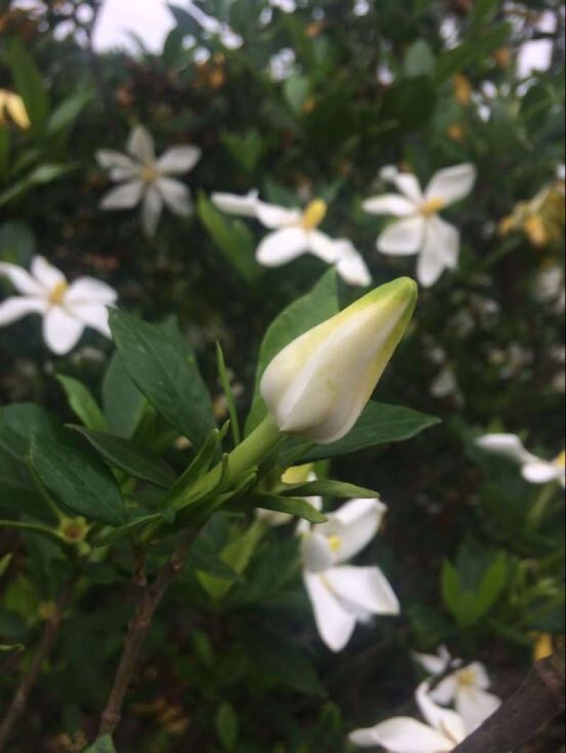 栀子花苗30~40cm