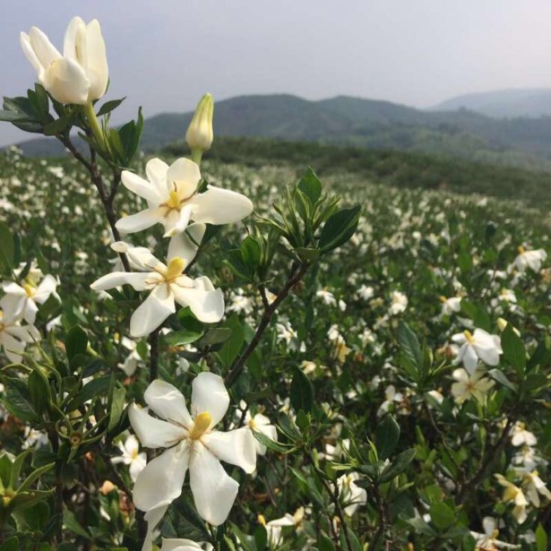 栀子花苗30~40cm