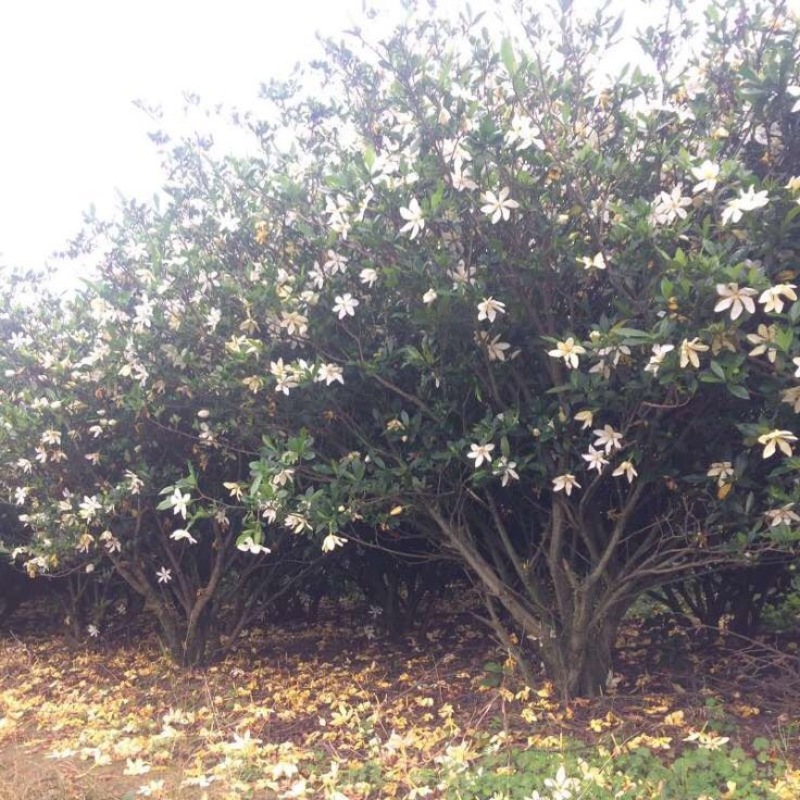 栀子花苗30~40cm
