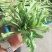 东台荠菜野生荠菜种植荠菜当季时令新鲜蔬菜现挖