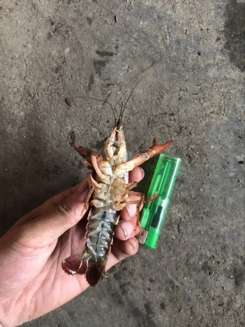 湖虾食用2-4钱（10-20克）活虾小龙虾主养