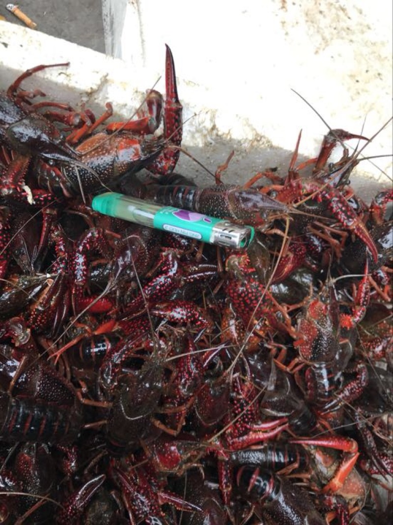 湖虾食用2-4钱（10-20克）活虾小龙虾主养
