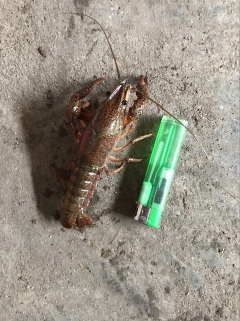 湖虾食用2-4钱（10-20克）活虾小龙虾主养
