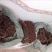 山豆根野生，）广西野生山豆根。干货没有阳枝纯根部