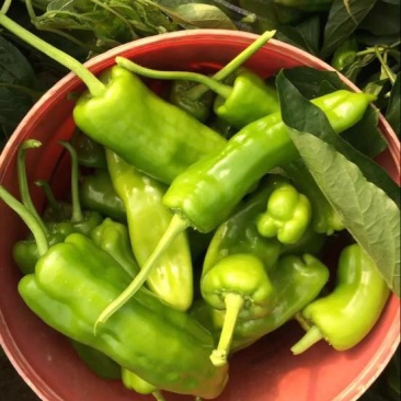 菜椒青椒薄皮椒尖椒杭椒欲速从购