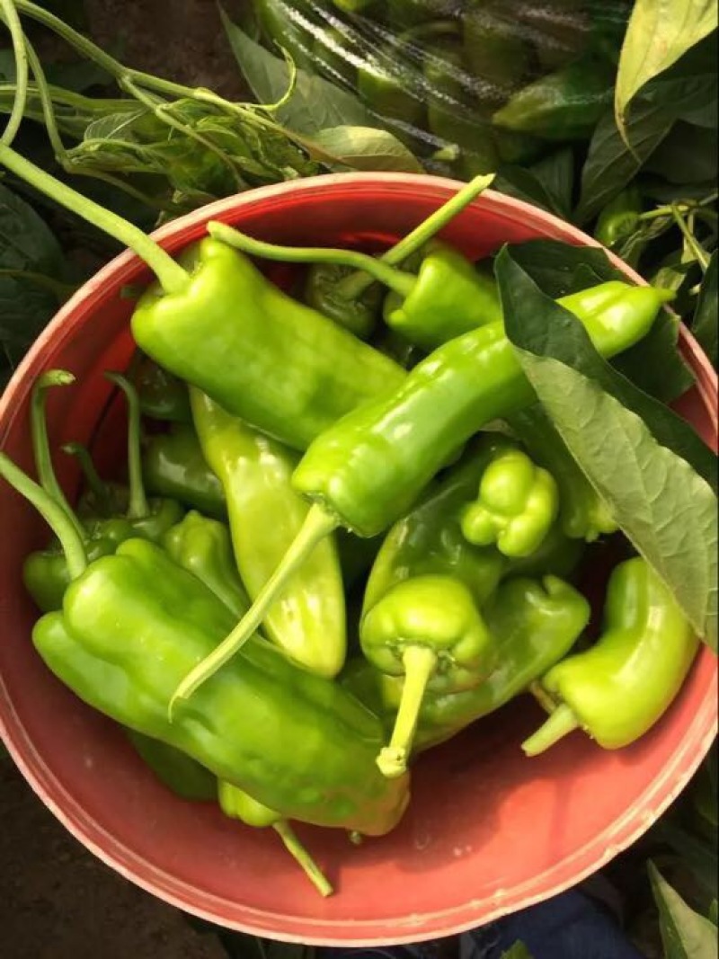 菜椒青椒薄皮椒尖椒杭椒欲速从购