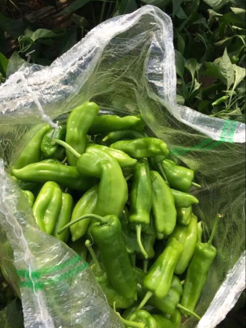菜椒青椒薄皮椒尖椒杭椒欲速从购