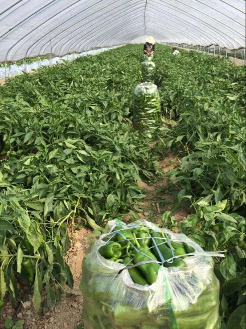 菜椒青椒薄皮椒尖椒杭椒欲速从购