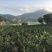 红心蜜柚1.5斤起果皮细腻个头均匀货源充足支持产地直发