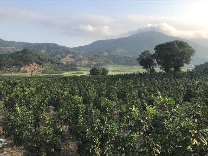 红心蜜柚1.5斤起果皮细腻个头均匀货源充足支持产地直发