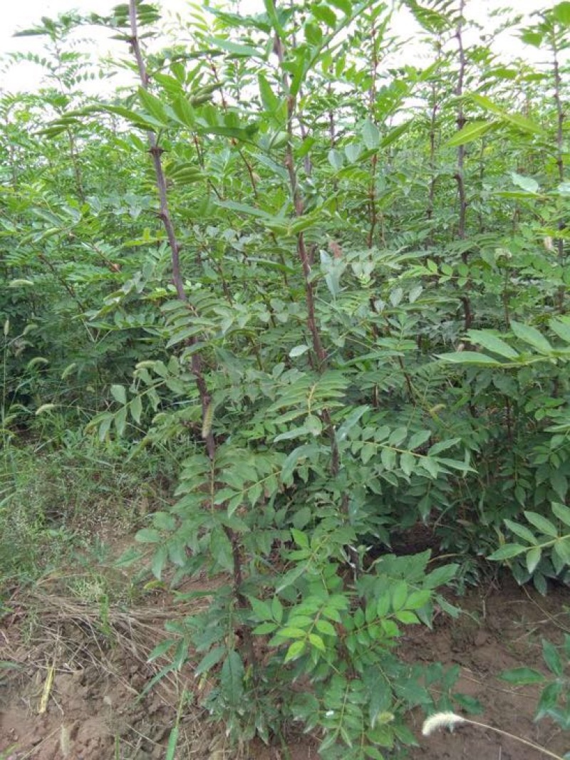 大红袍花椒苗高产狮子头花椒苗早熟伏椒苗