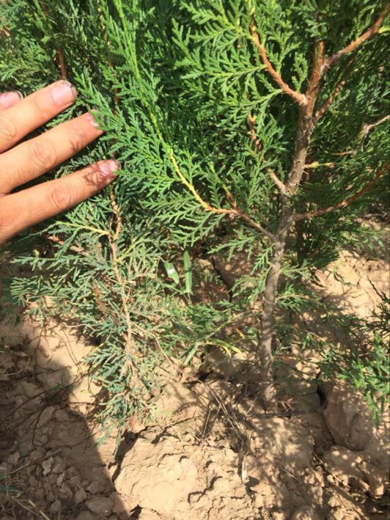 《优选》侧柏苗营养杯侧柏苗规格齐全基地直发欢迎咨询