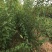 山杏苗占地山杏树苗野杏苗嫁接杏树用的占木苗