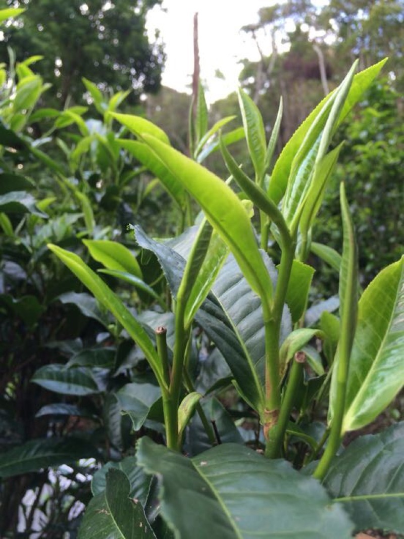 普洱茶一级