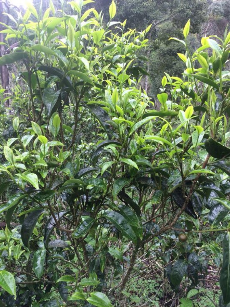 普洱茶一级