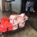 猪头肉散装
