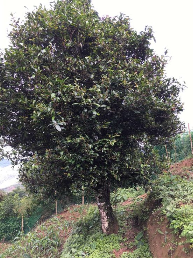 老树茶特级