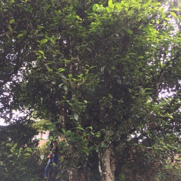 老树茶特级