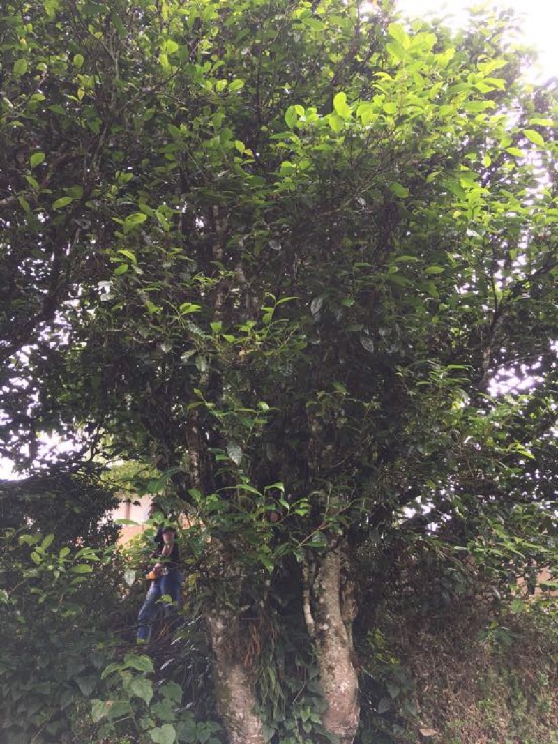 老树茶特级