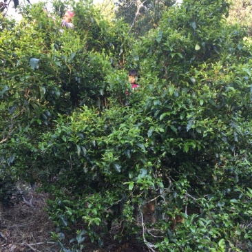 古树茶一级