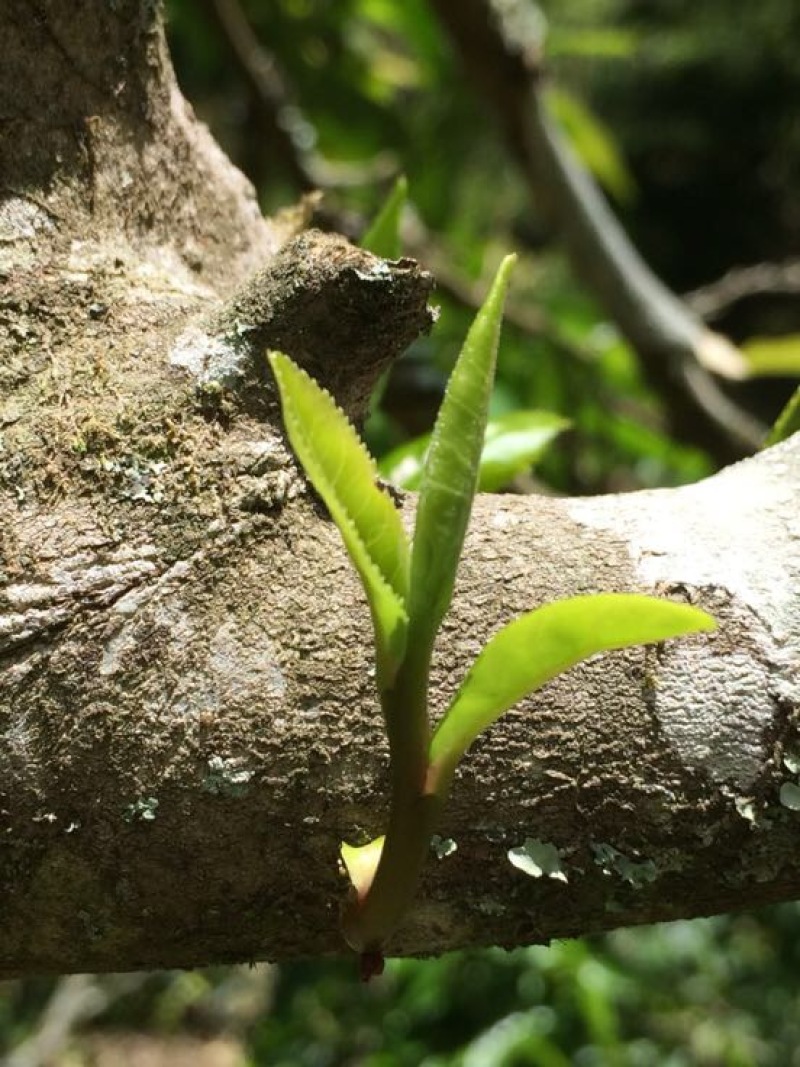 古树茶一级