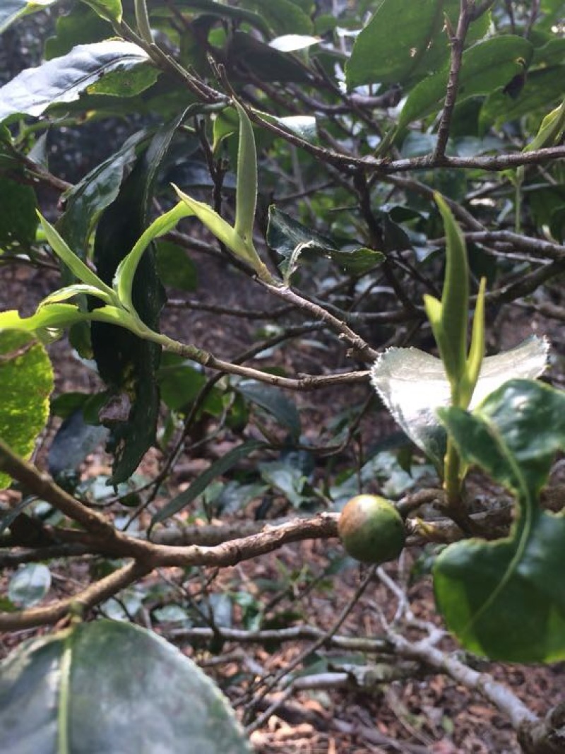 古树茶一级