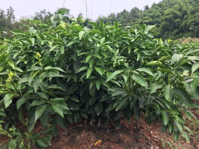爱媛38号苗30~50cm