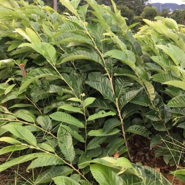 板栗嫁接苗优良品种早产高产长势快树式优良