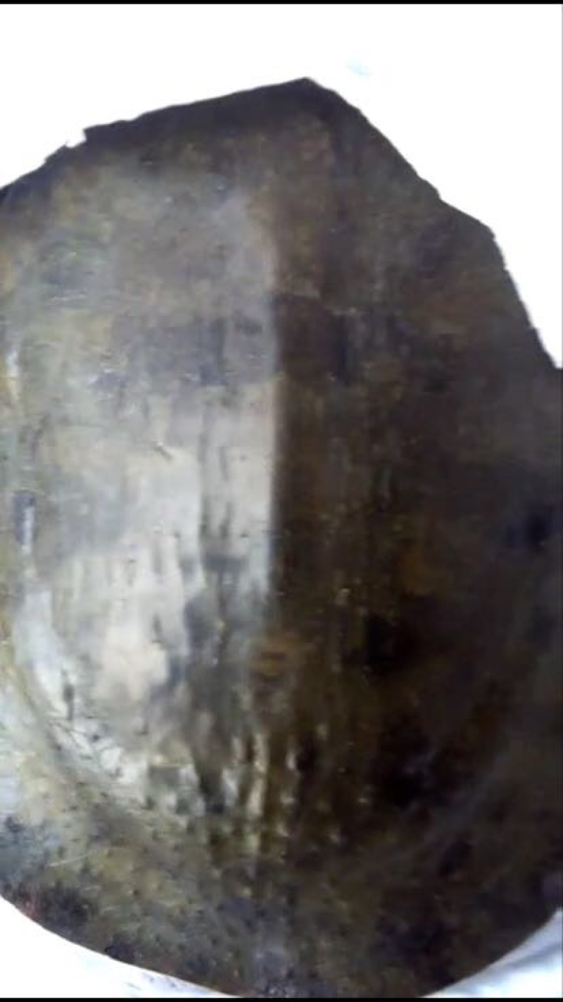 生态甲鱼2.5~3斤