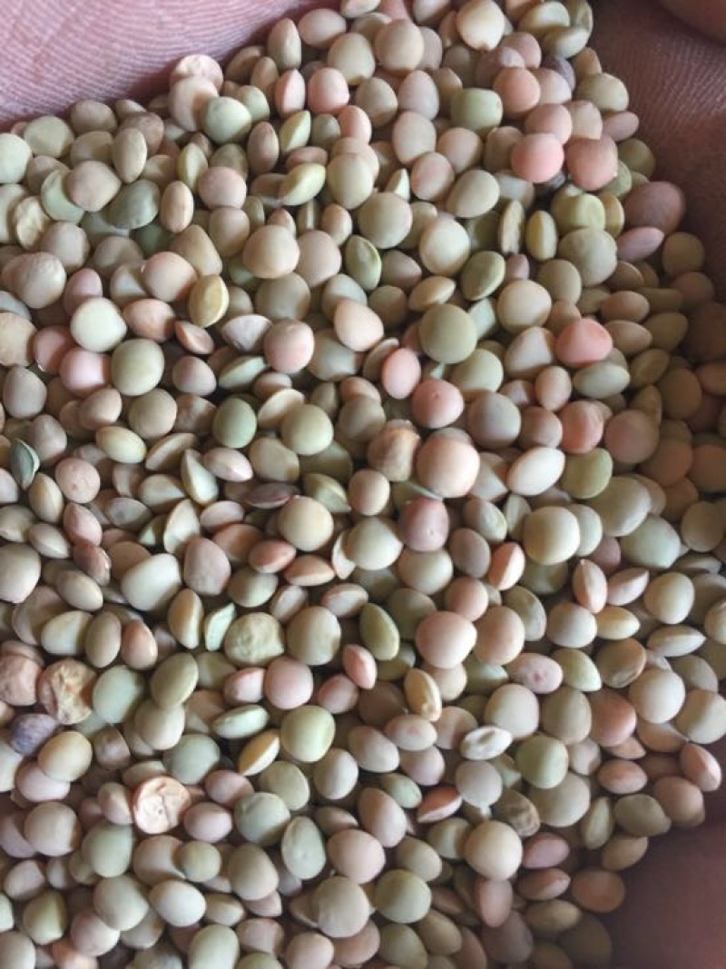 供应甘肃产小扁豆兵豆鸡豆鸡眼豆绿扁豆芽豆豆芽