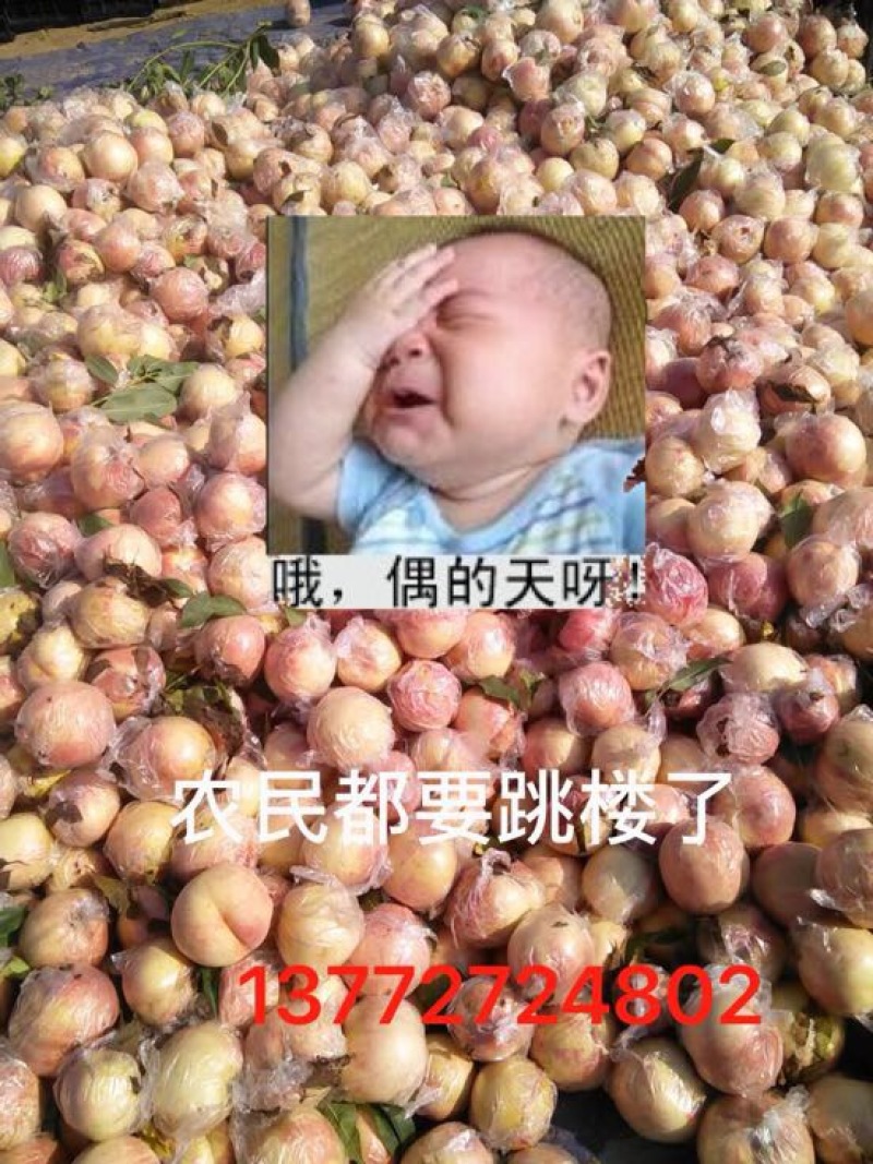 陕西毛桃基地70起步口感好颜色亮货源充足诚信商家