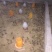 脱温鸡500克以下脱温苗通货