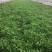 【茼蒿】蒿子杆15~20cm量大从优优质