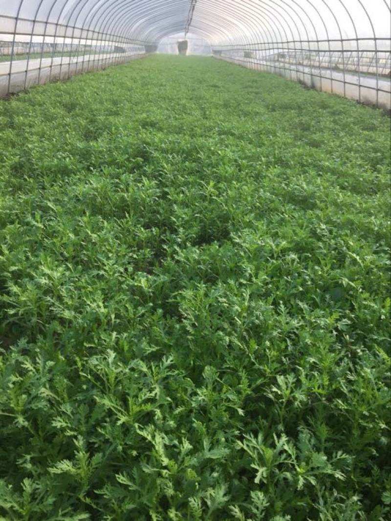 【茼蒿】蒿子杆15~20cm量大从优优质