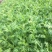 【茼蒿】蒿子杆15~20cm量大从优优质