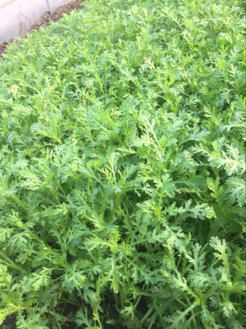 【茼蒿】蒿子杆15~20cm量大从优优质