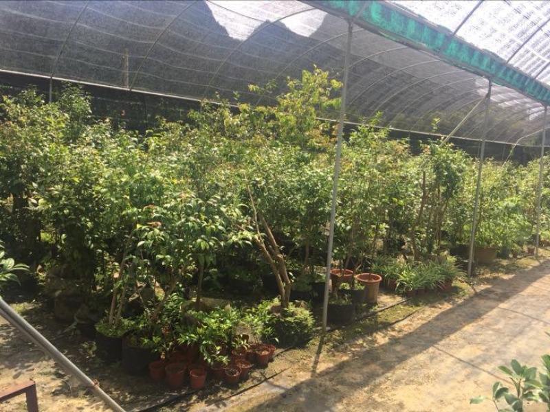 金花茶树苗10cm以下