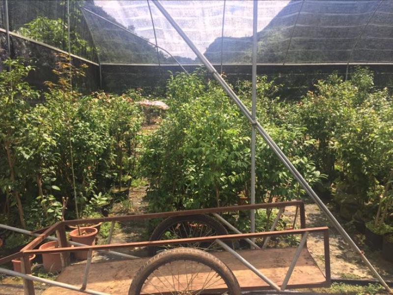金花茶树苗10cm以下