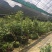 金花茶树苗10cm以下