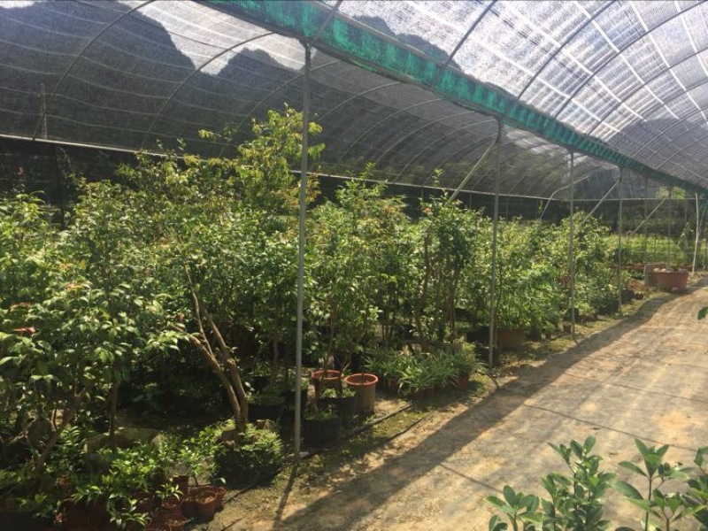金花茶树苗10cm以下