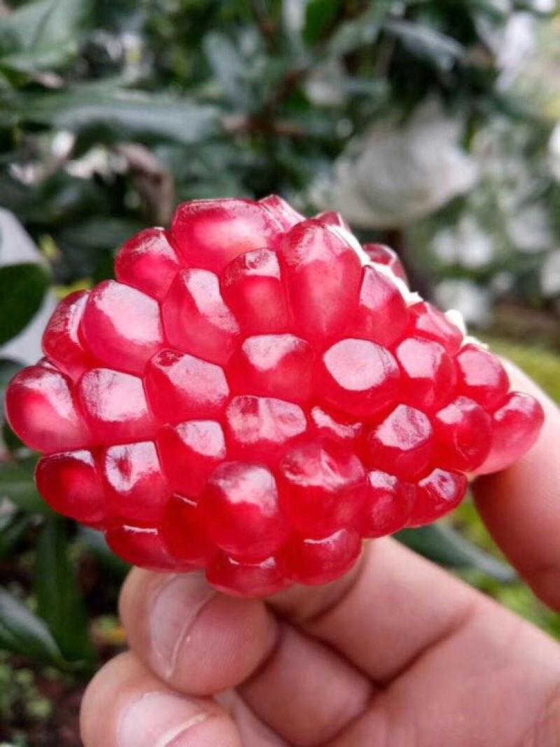 河阴石榴3两~5两
