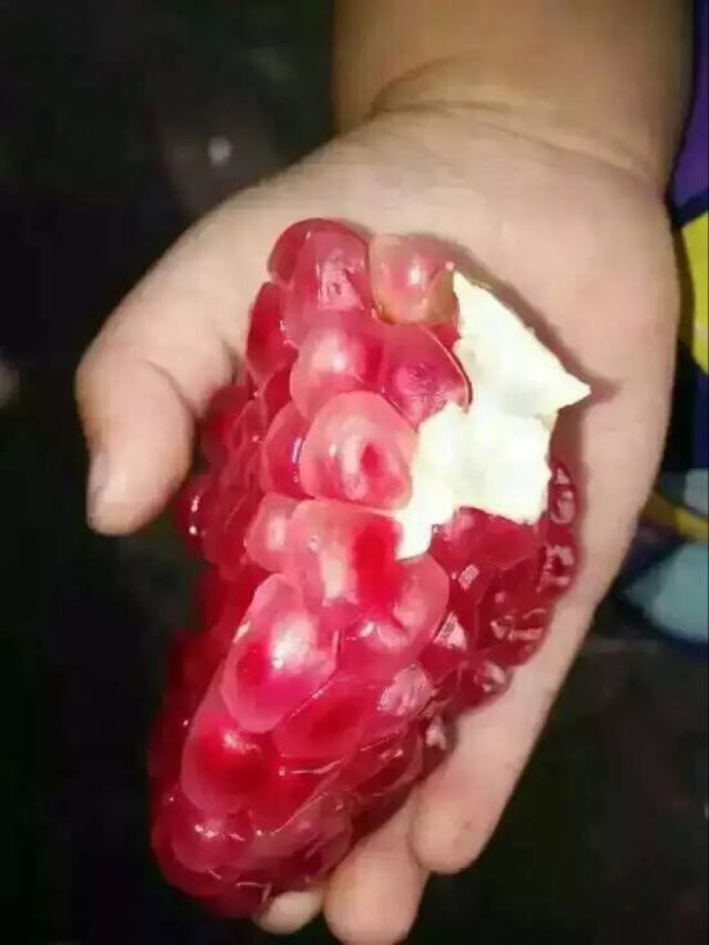 河阴石榴3两~5两