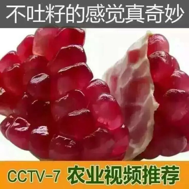 河阴石榴3两~5两