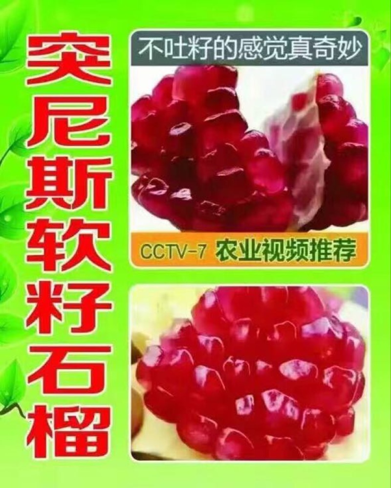 河阴石榴3两~5两
