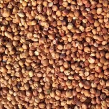 高粱粳性食用高粱